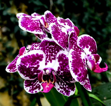 A Fuschia Purple Orchid