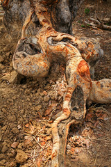 Large root of an tree in Ghana West Africa