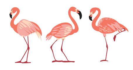 Tropical Bird Flamingos. Vector.