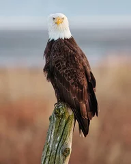 Poster Bald Eagle preparing for hunt © Roberto
