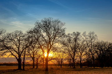 Sunset behind bare trees with a blue sky.