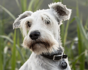 Portrait of my Faithful and forever Beloved Schnauzer dog