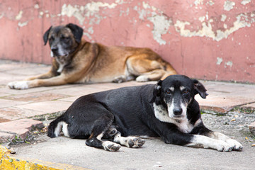 Loving dogs on the street