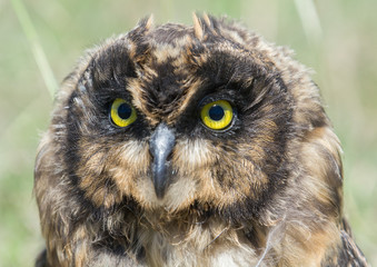 portrait of an owl