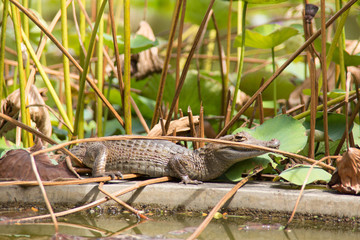alligator in the park