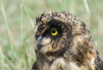 portrait of an owl