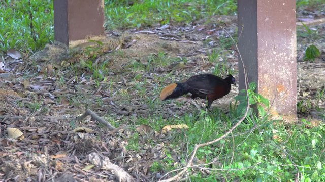 Borneo Crested fireback is the rare bird that lives in Borneo jungle.