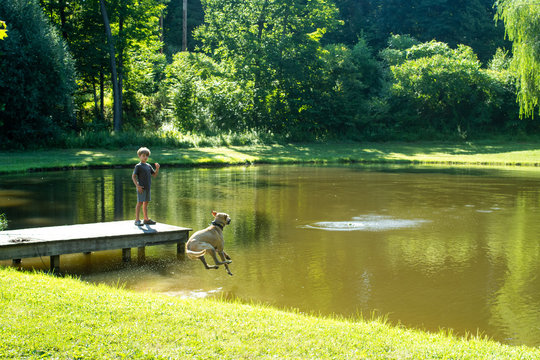 Dog jumping in a pond to retrieve ball