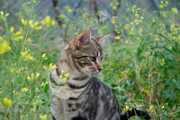 A cat in the grass
