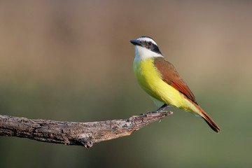 Great kiskadee (Pitangus sulphuratus) perched, South Texas, USA