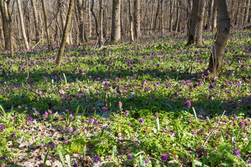 colorful wild flowers in spring forest