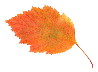 autumn hawthorn leaf isolated on a white.