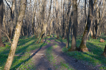 Winding dirty road in the nude spring forest