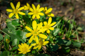 Glossy bright yellow small flowers Lesser celandine or Buttercup spring (Ficaria verna, Ranunculus Ficaria). Close-up of one of the first early blooming spring flowers. Selective focus