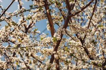 apricot branch blossoming in white flowers against the sky