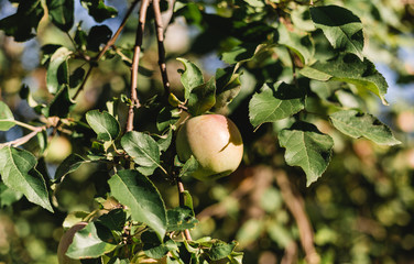 Ripe apples on a tree branch close-up at harvest time. Apple trees in fruit garden on sunset