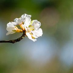 Close-up of white cherry flowers Nanking cherry or Prunus Tomentosa against blurred garden background. Selective focus. Spring landscape, fresh wallpaper, nature concept. There is place for text.