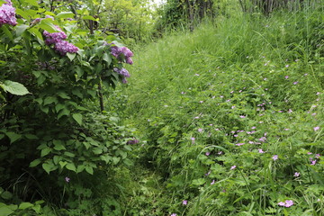 Lilac flowers bloomed next to the lilac Bush