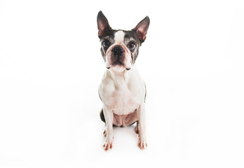 Beautiful boston terrier dog on white background