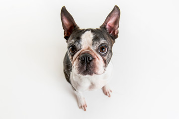 Fototapeta premium Piękny pies boston terrier na białym tle