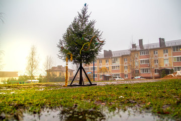 Decorated Christmas tree after Christmas stands in the yard of the house without snow in winter.