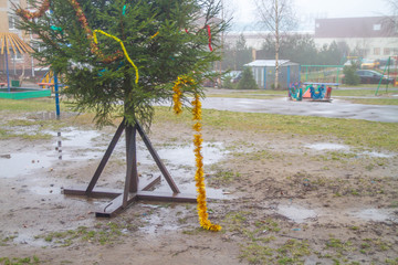 Fototapeta premium Christmas tree after the celebration of the new year is on the street in the yard. The end of winter and holidays. The beginning of spring and work.