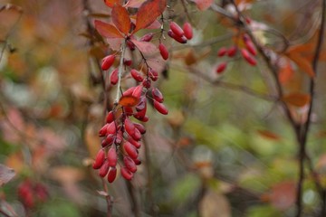Ripe berries of barberry.