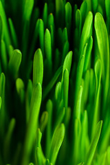 Fototapeta na wymiar fresh green grass, bright color, side view, soft focus, background, wallpaper, texture