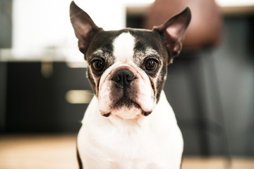 Beautiful boston terrier dog at home