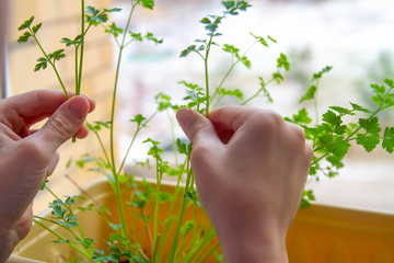 Young juicy parsley leaves at home on the windowsill in a pot. Pluck the parsley for seasoning, add...