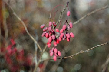 Ripe berries of barberry.