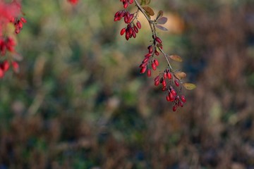 Ripe berries of barberry.
