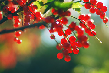 Ripe red cluster currants (Ribes rubrum) growing in garden, selective focus, blurred background