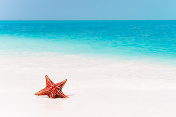 Tropical white sand with red starfish in clear water