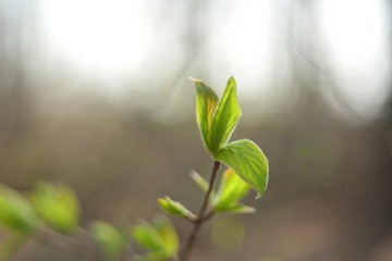 The first spring flowers and shoots.