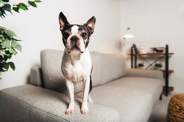 Beautiful boston terrier dog on the home sofa