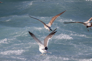 Seagull is hunting on the wave