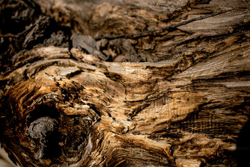 Dried wood