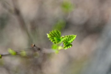 The first spring flowers and shoots.