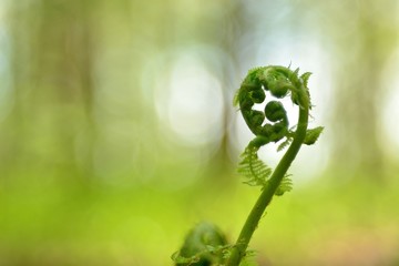 The first spring flowers and shoots. © Юрий Фатеев