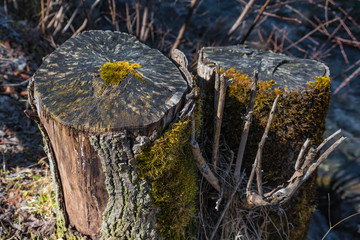 Baumstrunk mit Moos und Flechten