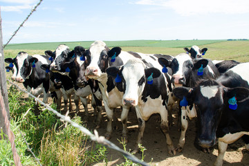 05Cows Of Wisconsin