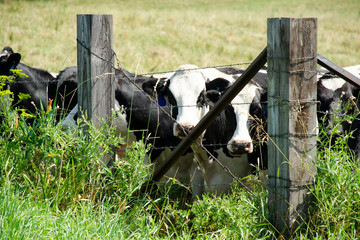 07Cows Of Wisconsin