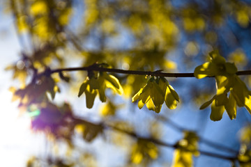 autumn leaves on the tree