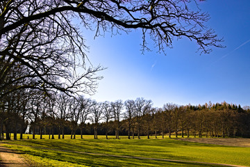 Fototapeta premium spring in the park