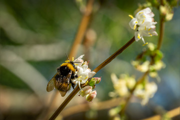 Close-up of garden bumblebee (Bombus hortorum) collecting nectar from blooming white flower winter honeysuckle Lonicera fragrantissima (standishii). January jasmine on natural bokeh background