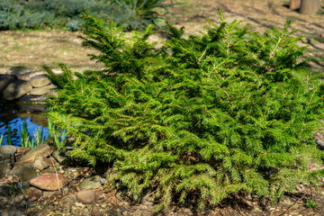 Picea abies Barryi dwarf conifer, planted in garden near pond.  Decorative, low-growing,...