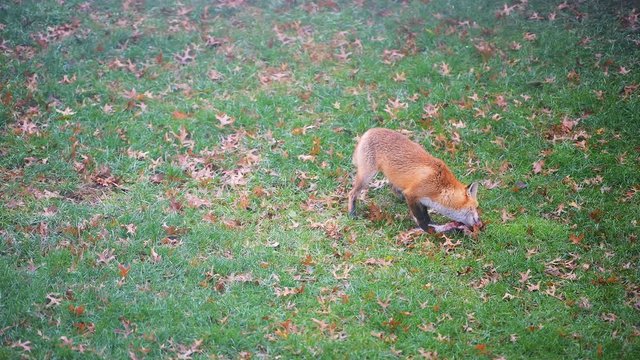 One wild eastern orange red fox in Virginia at backyard or front yard green grass lawn hunting killing eating chewing dead squirrel paw
