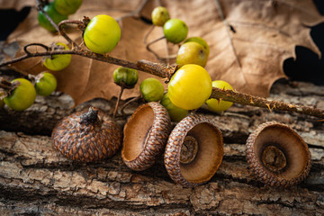 Fall forest elements in a still life composition
