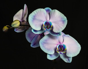 Fototapeta na wymiar Close up of a pair of blue phalaenopsis orchids